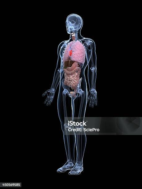 Männliche Anatomie Stockfoto und mehr Bilder von Anatomie - Anatomie, Bauch, Biologie