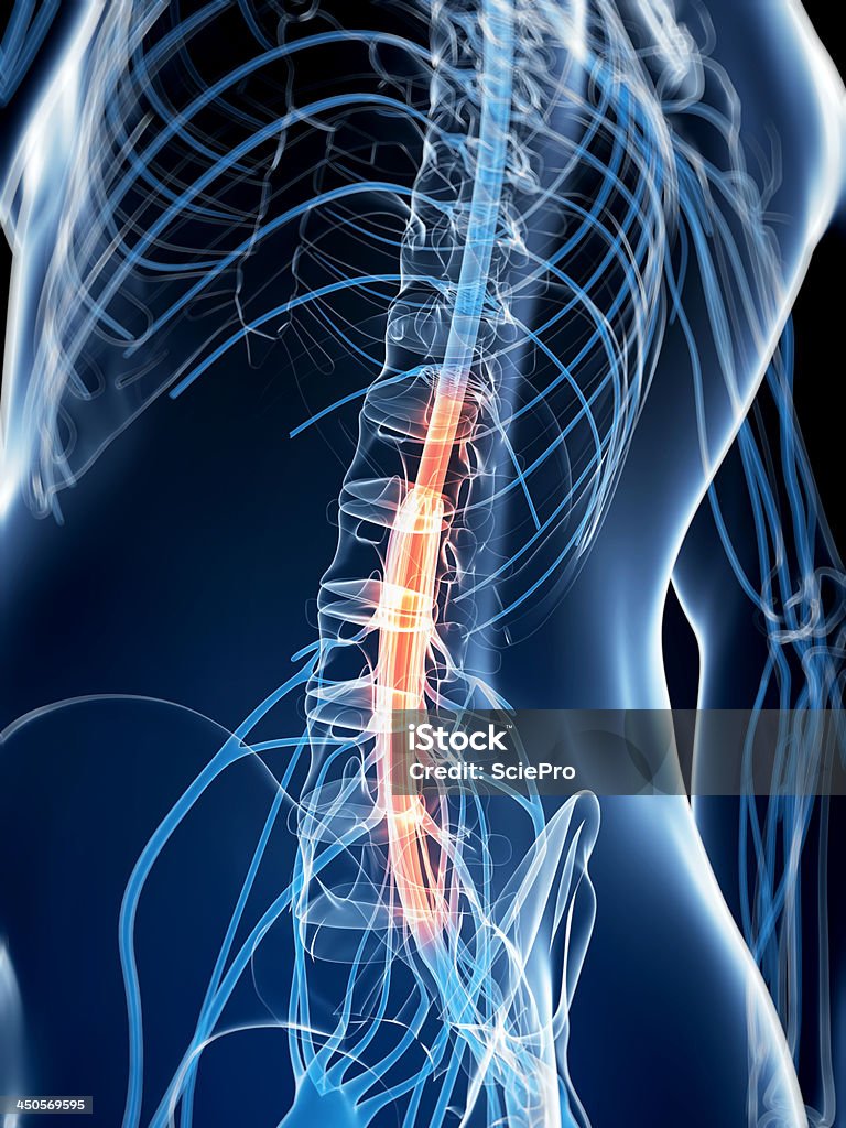 Dolore del midollo spinale - Foto stock royalty-free di Anatomia umana