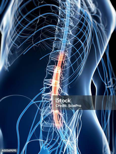 Dolore Del Midollo Spinale - Fotografie stock e altre immagini di Anatomia umana - Anatomia umana, Biologia, Composizione verticale