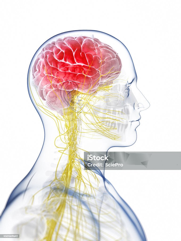 Cefalea de ilustración - Foto de stock de Anatomía libre de derechos