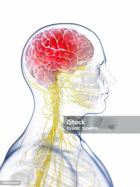 Ból Głowy Ilustracja - zdjęcia stockowe i więcej obrazów Anatomia człowieka - Anatomia człowieka, Białe tło, Biologia - Nauka