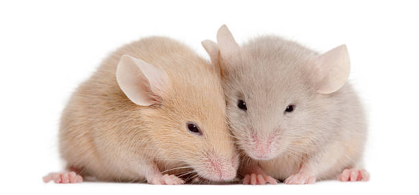 istock Two young mice in front of white background 450570617