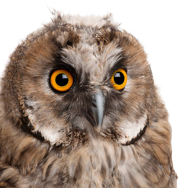 istock Eurasian Scops-owl, Otus scops, 2 months old 450570785