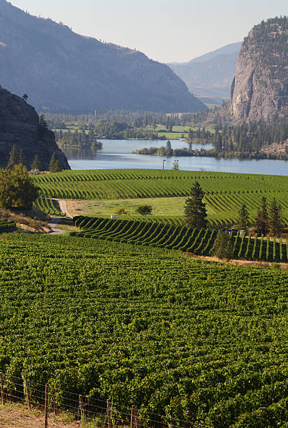 istock Okanagan Vineyard Scenic, British Columbia 450570841