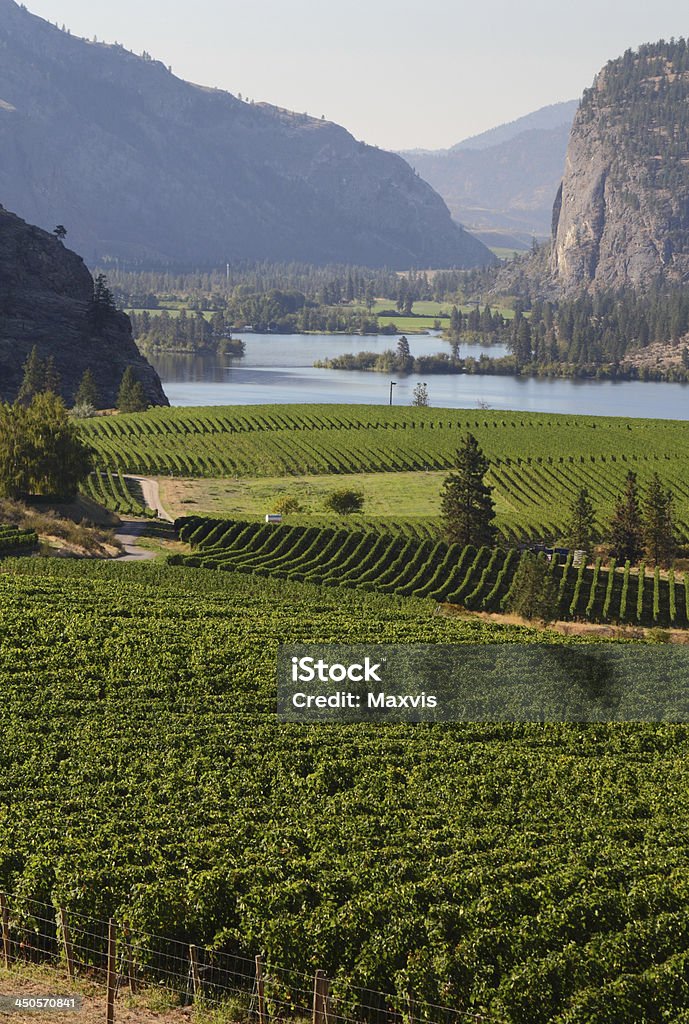 Okanagan vinhedo panorâmico, Colúmbia Britânica - Foto de stock de Vale de Okanagan - British Columbia royalty-free