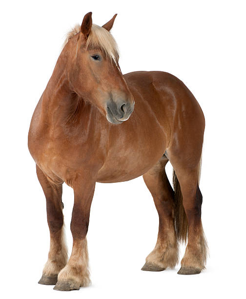 istock Belgian Heavy Horse, Brabancon,4 years old 450570867