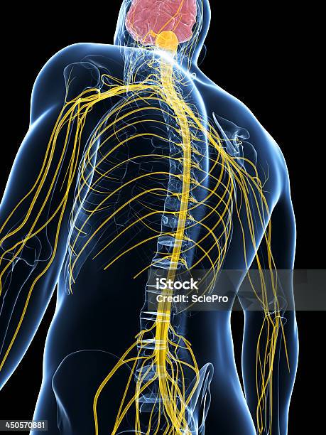 Sistema Nervoso - Fotografie stock e altre immagini di Sistema nervoso - Sistema nervoso, Anatomia umana, Biologia