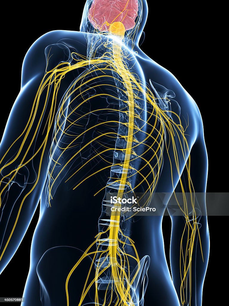 Нервная система - Стоковые фото Нервная система человека роялти-фри