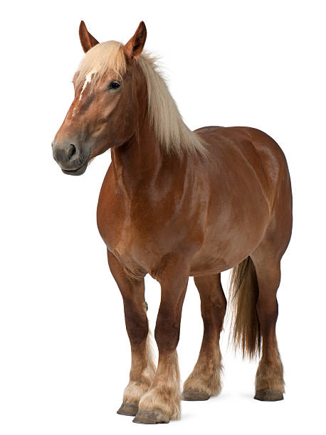 altas caballo belga, brabancon, 4 años de edad - belgian horse fotografías e imágenes de stock