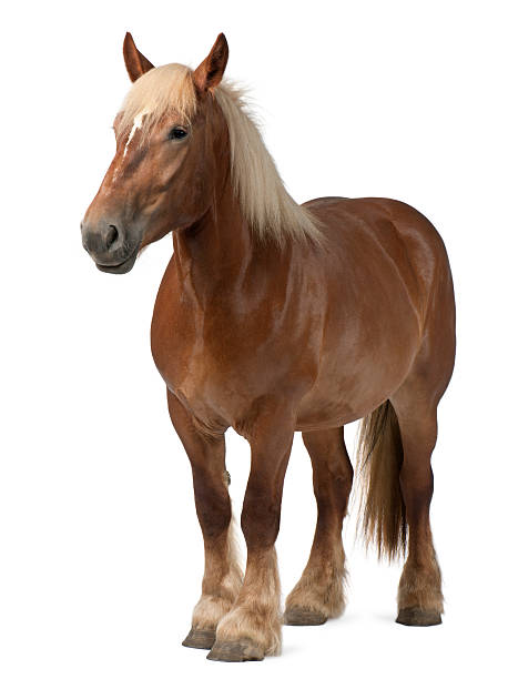 istock Belgian Heavy Horse, Brabancon,4 years old 450570939