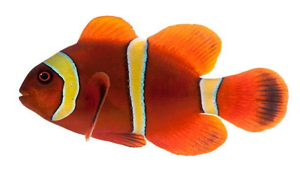 istock Maroon clownfish, Premnas biaculeatus 450571011