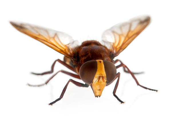Hornet mimic hoverfly, Volucella zonaria, in front of white background