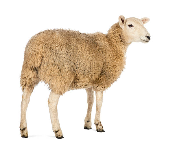 istock Rear view of a Sheep looking away against white background 450571387