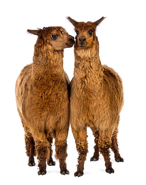 istock Two Alpacas, one is smiling and the other 450571489