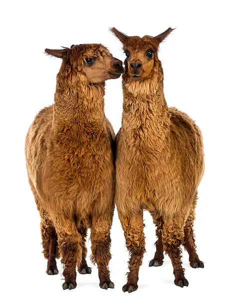 Two Alpacas, one is smiling and the other is looking at him against white background