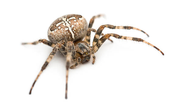 istock European garden spider against white background 450571687