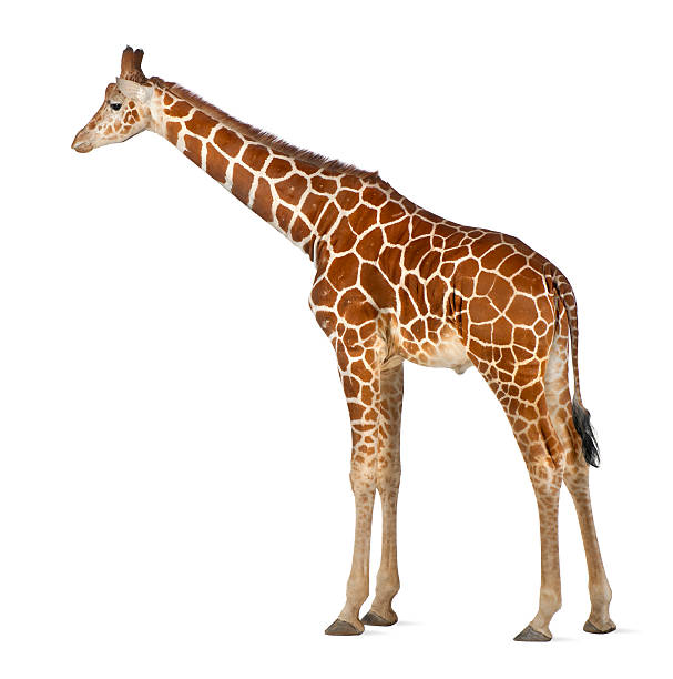 istock commonly known as Reticulated Giraffe, Giraffa camelopardalis 450571809