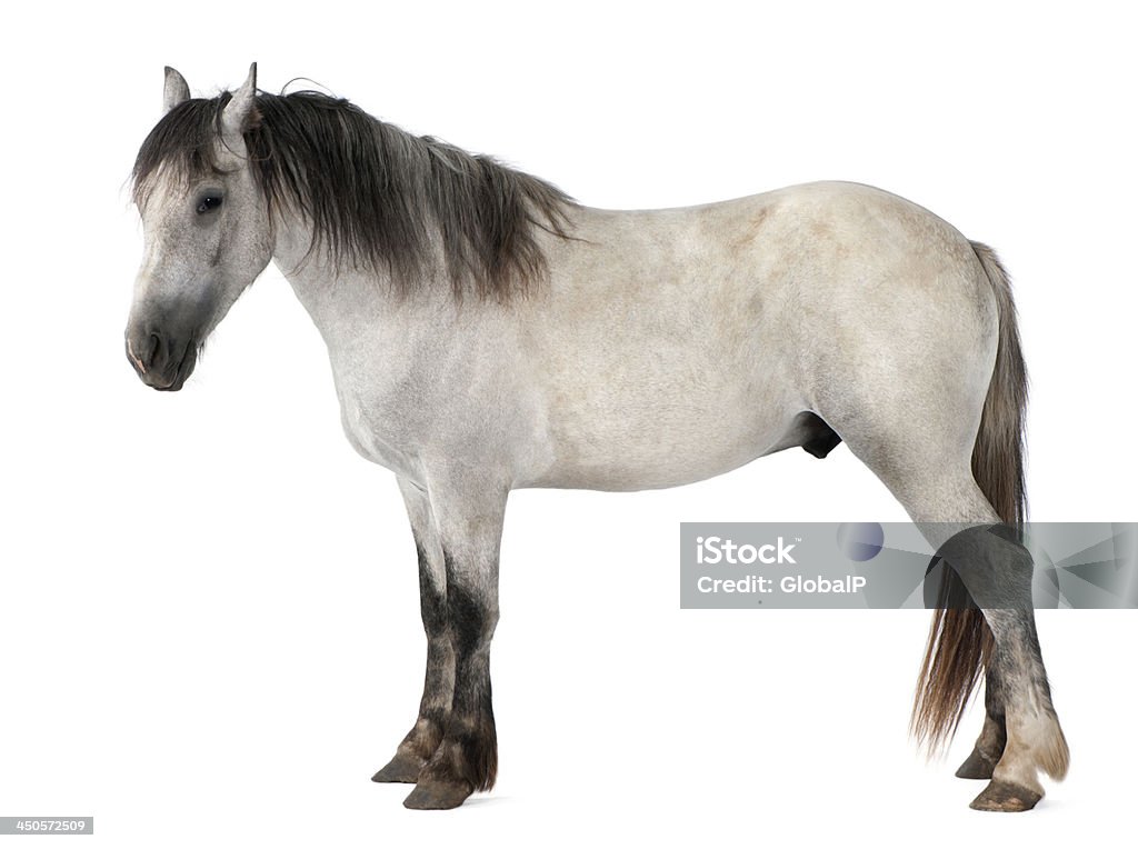 Cavalo na frente de um fundo branco