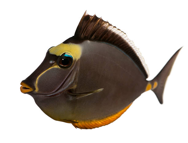 istock Orangespine unicornfish, Nose lituratus 450572529