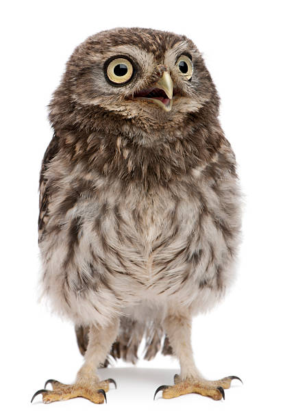 istock Young owl standing in front of white background 450574785