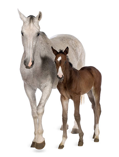 istock Mare and her foal, 14 years, 20 days old 450575271