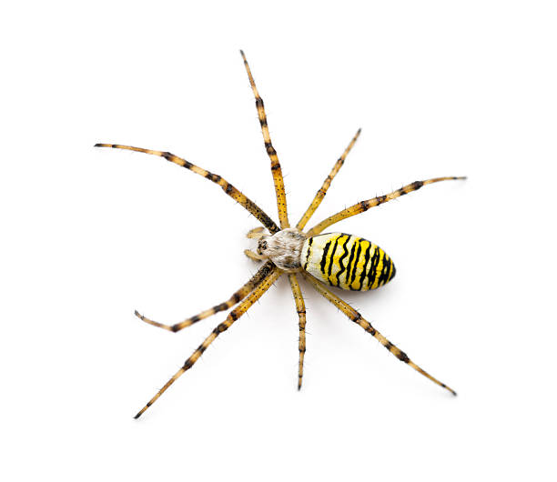 wasp spider, argiope bruennichi, against white background - getingspindel bildbanksfoton och bilder