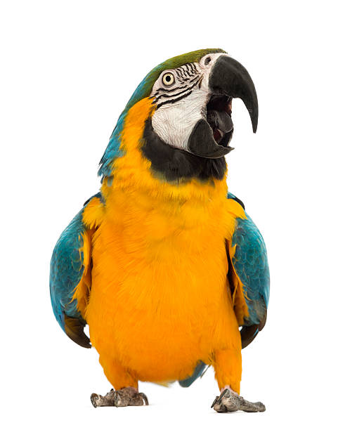 istock Blue-and-yellow Macaw, Ara ararauna, 30 years old 450576495