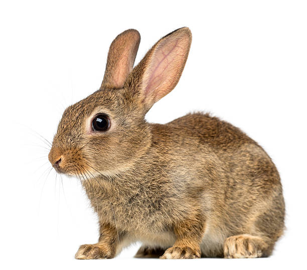 istock European rabbit, 2 months old, Oryctolagus cuniculus 450576561