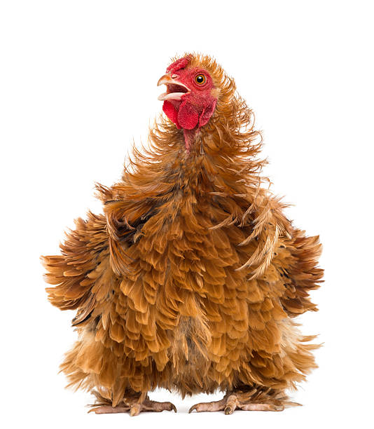 istock Crossbreed rooster, Pekin and Wyandotte 450576563
