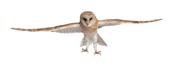 istock Barn Owl, Tyto alba, 4 months old 450576587