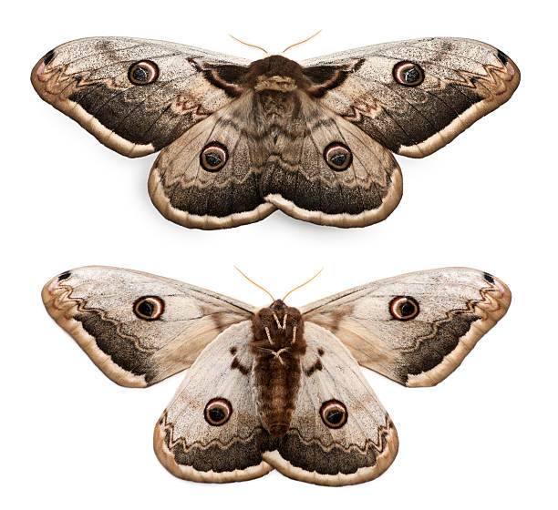 крупнейших европейских моль, saturnia pyri - saturn moth стоковые фото и изображения