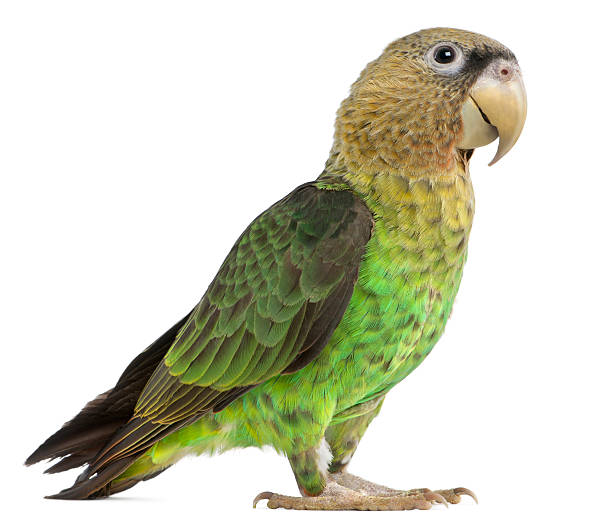 istock Cape Parrot, Poicephalus robustus, 1 year old 450576605