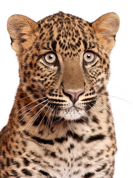 istock Close-up of Leopard, Panthera pardus, 6 months old 450576617
