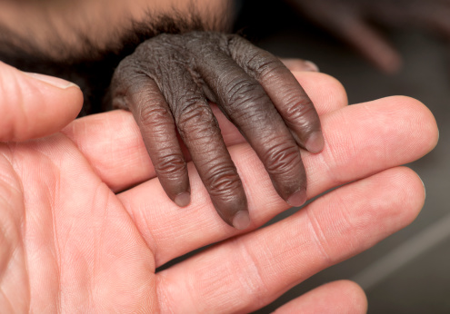 Baby bonobo, Pan paniscus, 4 months old, close up of fingers held by hand
