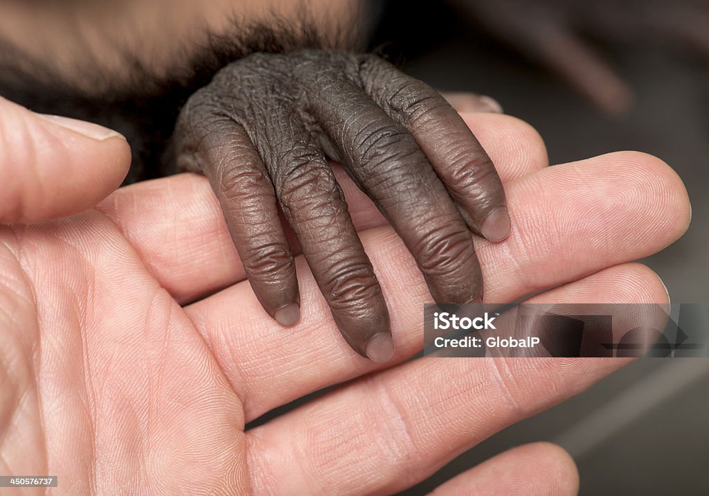 Baby bonobo, Pan paniscus, 4 months old Baby bonobo, Pan paniscus, 4 months old, close up of fingers held by hand Baby - Human Age Stock Photo