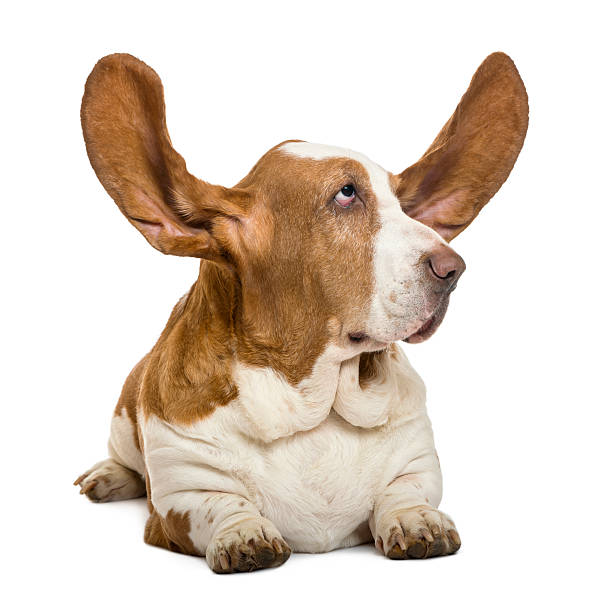 istock Basset Hound lying with ears up and looking rigth 450576781