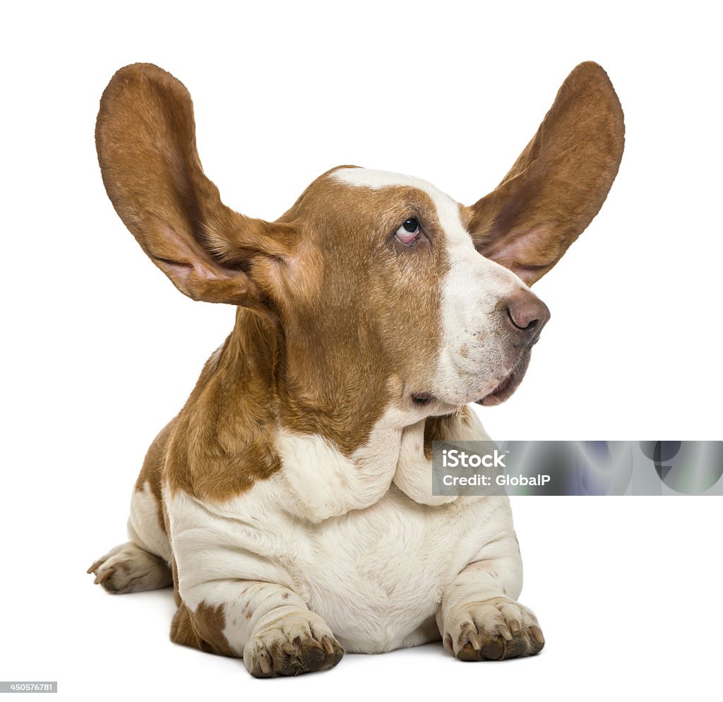 Basset Hound lying with ears up and looking rigth Basset Hound lying with ears up and looking rigth, isolated on white Animal Stock Photo