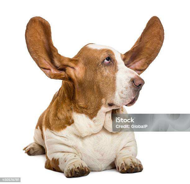 Basset Hound Lying With Ears Up And Looking Rigth Stock Photo - Download Image Now - Animal, Animal Body Part, Animal Ear