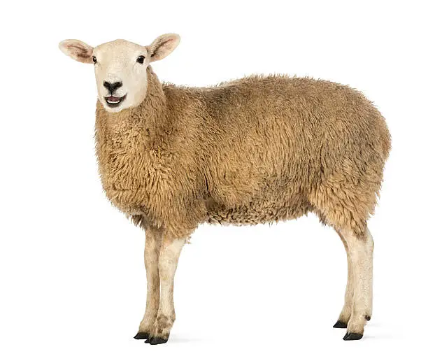 Side view of a Sheep looking at camera against white background