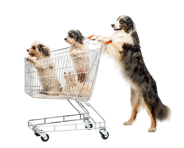 istock Australian Shepherd standing on hind legs and pushing a shopping 450577197