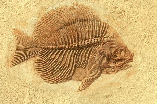Primitive fish fossil