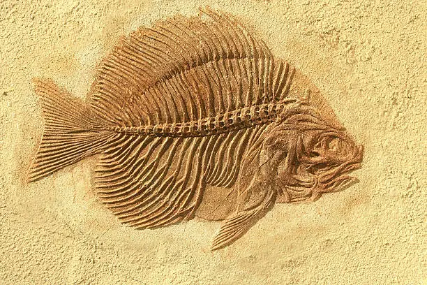 Photo of fish fossil