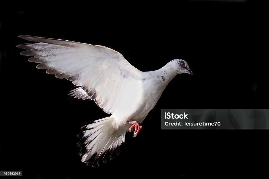 Flying pigeon aislado en negro - Foto de stock de Actividad libre de derechos