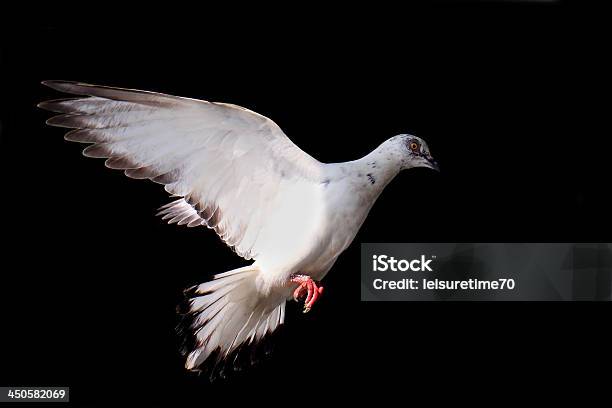 Flying Pigeon Aislado En Negro Foto de stock y más banco de imágenes de Actividad - Actividad, Aire libre, Ala de animal