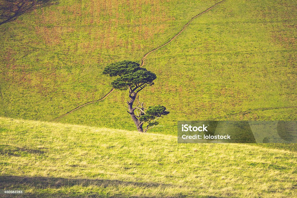 Singolo albero in crescita tra le dolci colline verdi - Foto stock royalty-free di Albero
