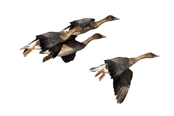 Wild goose in flying Clipping picture of wild goose in flying. anser fabalis stock pictures, royalty-free photos & images