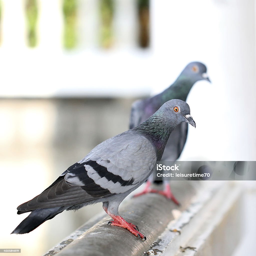Gros plan de pigeon - Photo de Aile d'animal libre de droits