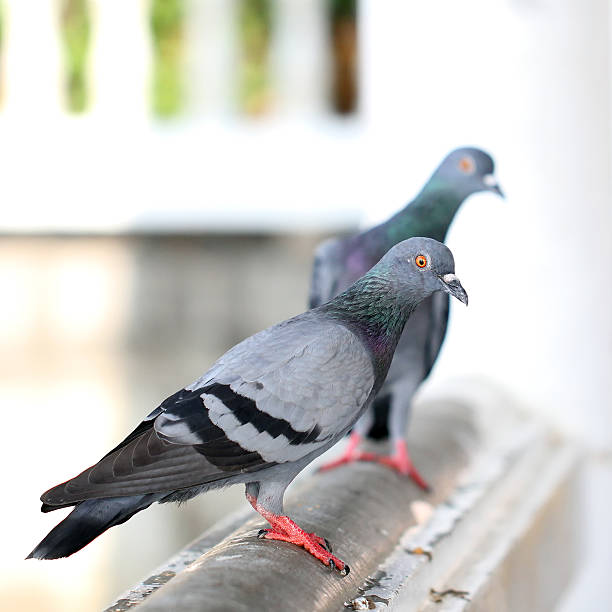 istock Closeup of pigeon 450584819