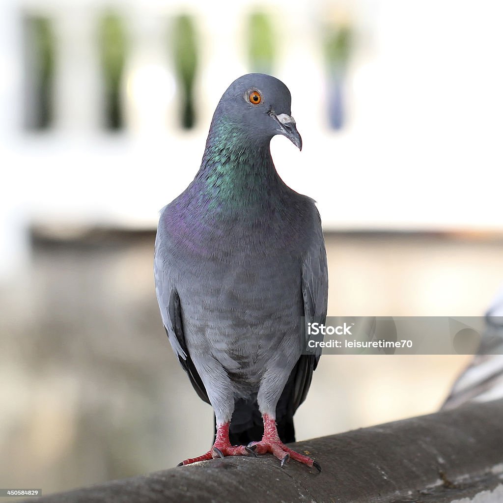 Primo piano di piccione - Foto stock royalty-free di Ala di animale