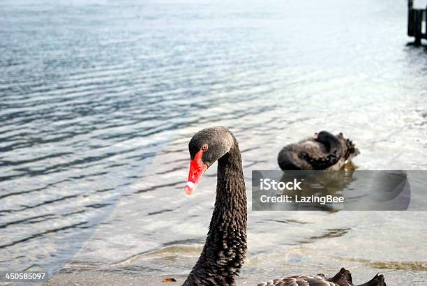 Cigno Nero Nelson Parco Nazionale Laghi Nz - Fotografie stock e altre immagini di Cigno